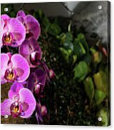 Orchid Season Acrylic Print