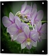 Orchid Stem In Lavender 2 Acrylic Print