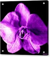 Orchid - The Queen-purple Acrylic Print