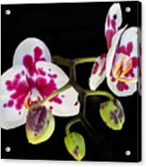 Orchid Transparency Acrylic Print