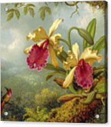 Orchids And Hummingbird 4 Acrylic Print