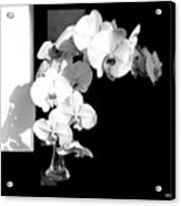 Orchids  In  Sunshine And  Shadows Acrylic Print