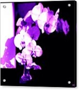 Orchids-purple-sunshine-shadows Acrylic Print