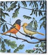 Oriole Birds On White Oak Tree Acrylic Print