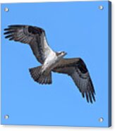 Osprey In Flight Drb0282 Acrylic Print