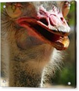 Ostrich Portrait Acrylic Print