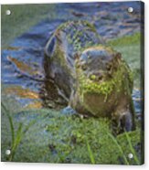 Otterly Adorable Acrylic Print