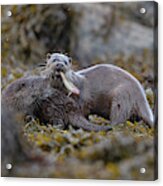 Otters With Prey Acrylic Print
