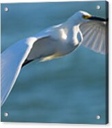 Outstretched Glide Acrylic Print