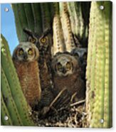 Owl Family In Saguaro Nest Acrylic Print