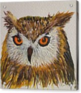 Owl Acrylic Print