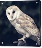 Owl Sitting On A Glove Acrylic Print