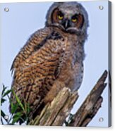 Owlet - Juvenile Great Horned Owl In Wild On Dead Tree Acrylic Print