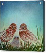 Owls Acrylic Print