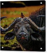 Ox Pecker Acrylic Print