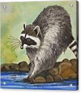 Pacific Northwest Raccoon Acrylic Print