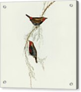 Painted Finch, Emblema Picta Acrylic Print
