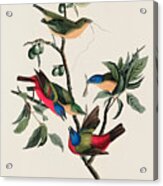 Painted Finch. John James Audubon Acrylic Print