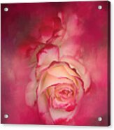 Painted Flamenco Rose Acrylic Print
