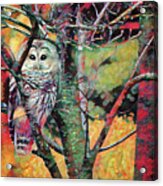 Painted Owl Acrylic Print