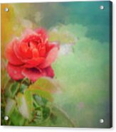 Painterly Roses Acrylic Print