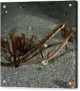 Pair Of Northern Pipefish Acrylic Print