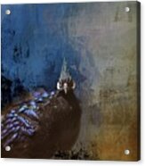 Palawan Peacock Pheasant Male Acrylic Print