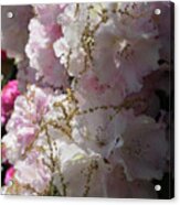 Pale Pink Rhododendron Flowers 1 Acrylic Print