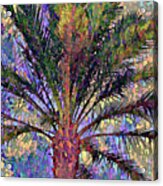 Palm 902 Acrylic Print