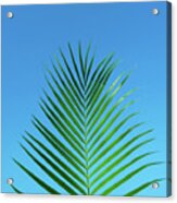 Palm Frond Tropical Blue Acrylic Print