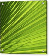 Palm Leaf With Light And Shadow 1 Acrylic Print