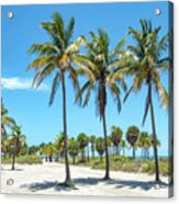Palm Trees At Crandon Park Beach In Key Biscayne Florida Acrylic Print