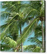 Palm Trees By The Ocean Acrylic Print