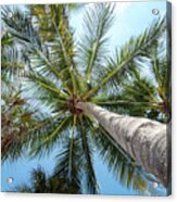 Palm Trees From Below Acrylic Print