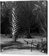Palms On The Beach, Big Talbot Island Acrylic Print