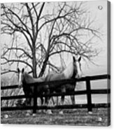 Pals In A Pasture At Day's End Acrylic Print