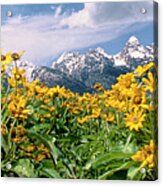 Panoramic Balsamroot Below The Teton Range Acrylic Print