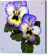 Pansy Duo Acrylic Print