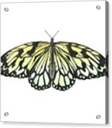 Paper Kite Butterfly Acrylic Print