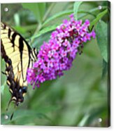Papilio Glaucus Acrylic Print