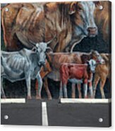 Parked Cows Acrylic Print