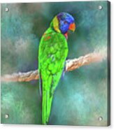 Parrot Bird 80 Acrylic Print