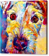 Parson Russell Terrier Acrylic Print