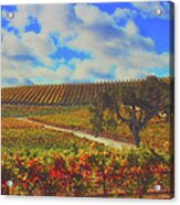 Paso Robles Wine Country Acrylic Print