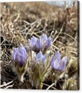 Pasque Flower On The Seven Sisters Acrylic Print