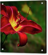 Passion For Red Daylily Acrylic Print