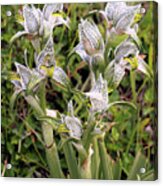 Patagonia Orchids Acrylic Print