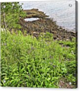 Path, Wildflowers, Weeds, And The Atlantic From Acadia National Park, Maine Acrylic Print