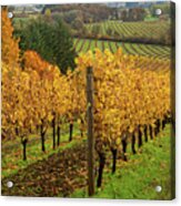Patterns Of Fall In The Vineyard Acrylic Print