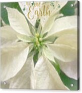 Peace On Earth - White Poinsettia Acrylic Print